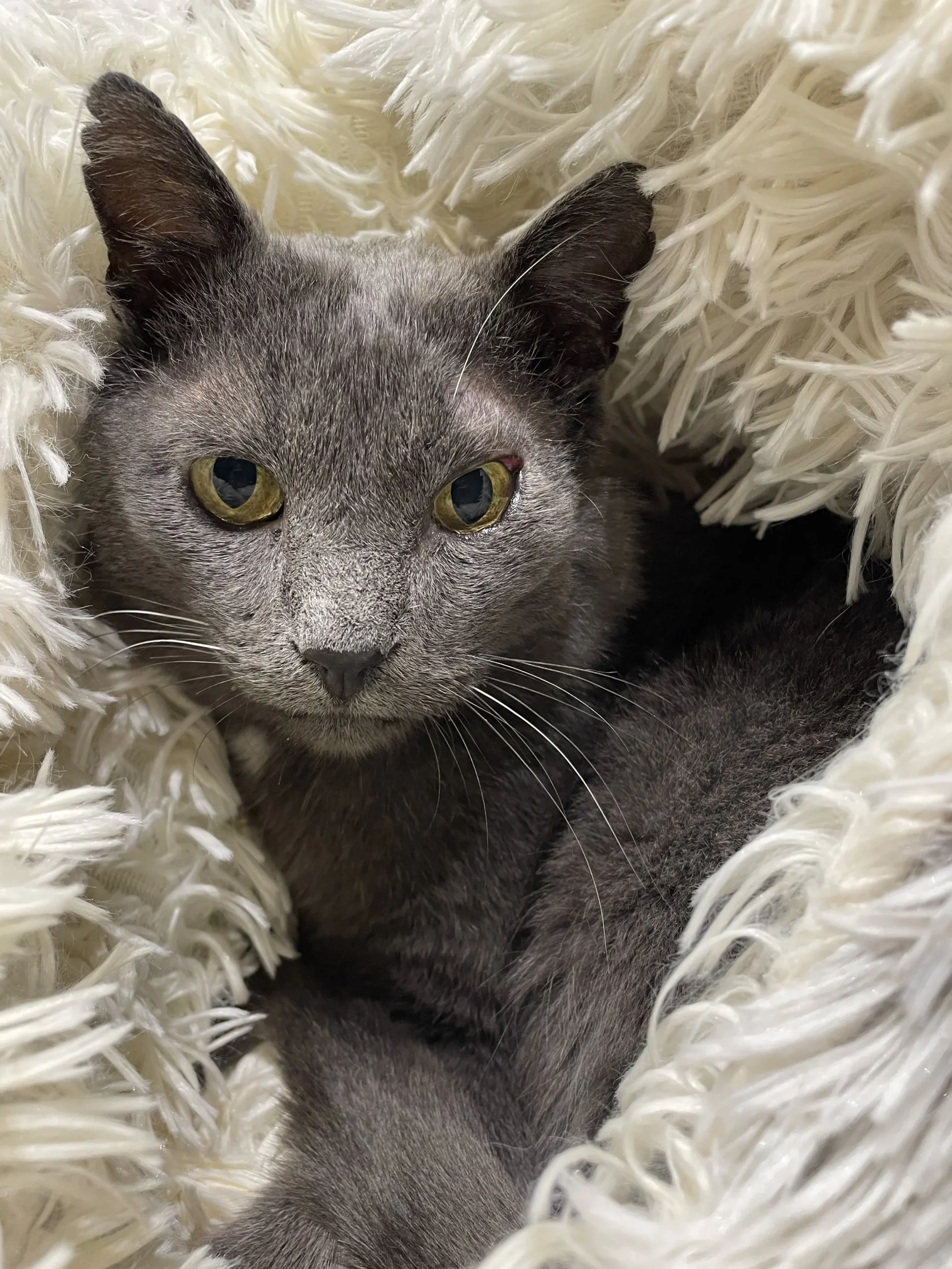 Cat adopted to home