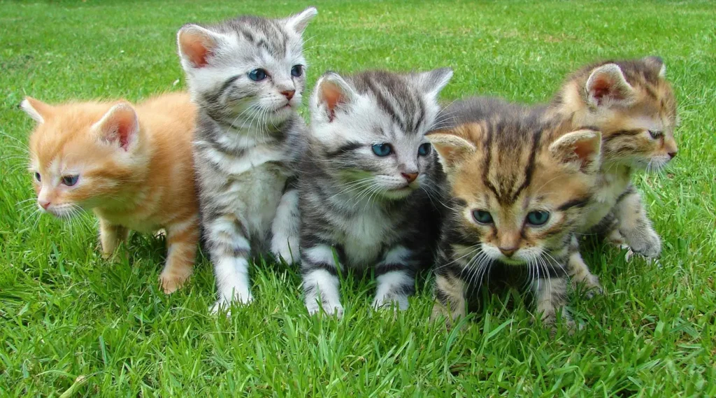 Rescue kittens sitting together outdoors
