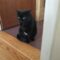 Kitty