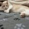 Buddy