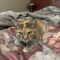Cleo