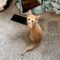 Leo – Kitten