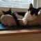 Cita & Louie