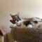 Leo & Felix (kittens)