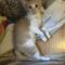 Leo & Felix (kittens)