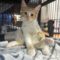 Leo & Felix (kittens)