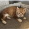 Kittens – Ruger & Ryker