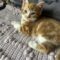 Kittens – Ruger & Ryker