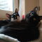 Cita & Louie