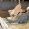 Astrid and Her Kittens!