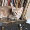 Astrid and Her Kittens!