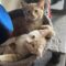 Astrid and Her Kittens!