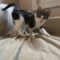 Leo & Felix (kittens)