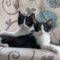 The Black & White Kitten Gang!
