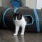 The Black & White Kitten Gang!