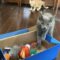 Astrid and Her Kittens!