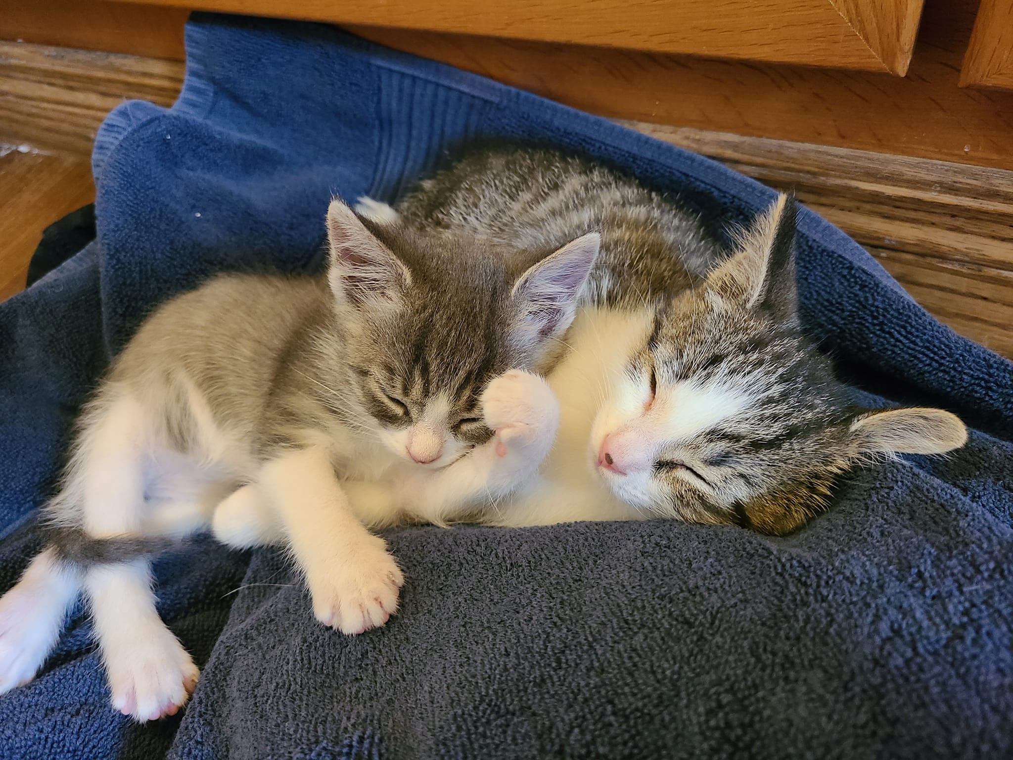 alexis' kittens14