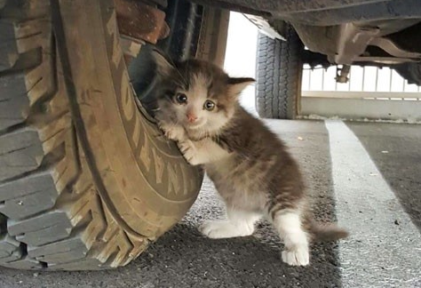 Spay & Neuter feral kitten 2