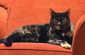 luna2