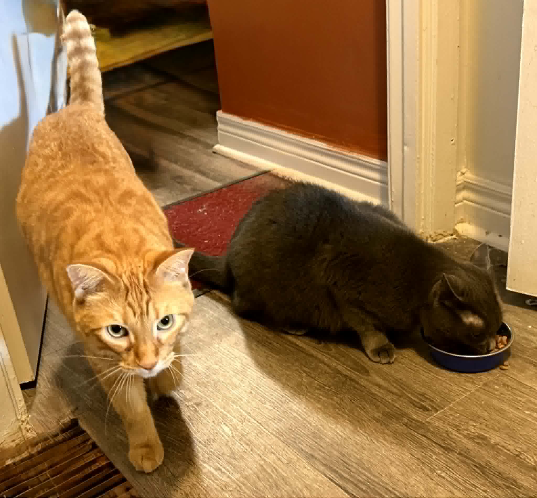 kilo & pixie