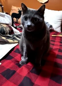 pixie2