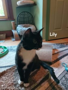 s lily