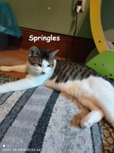 s springles