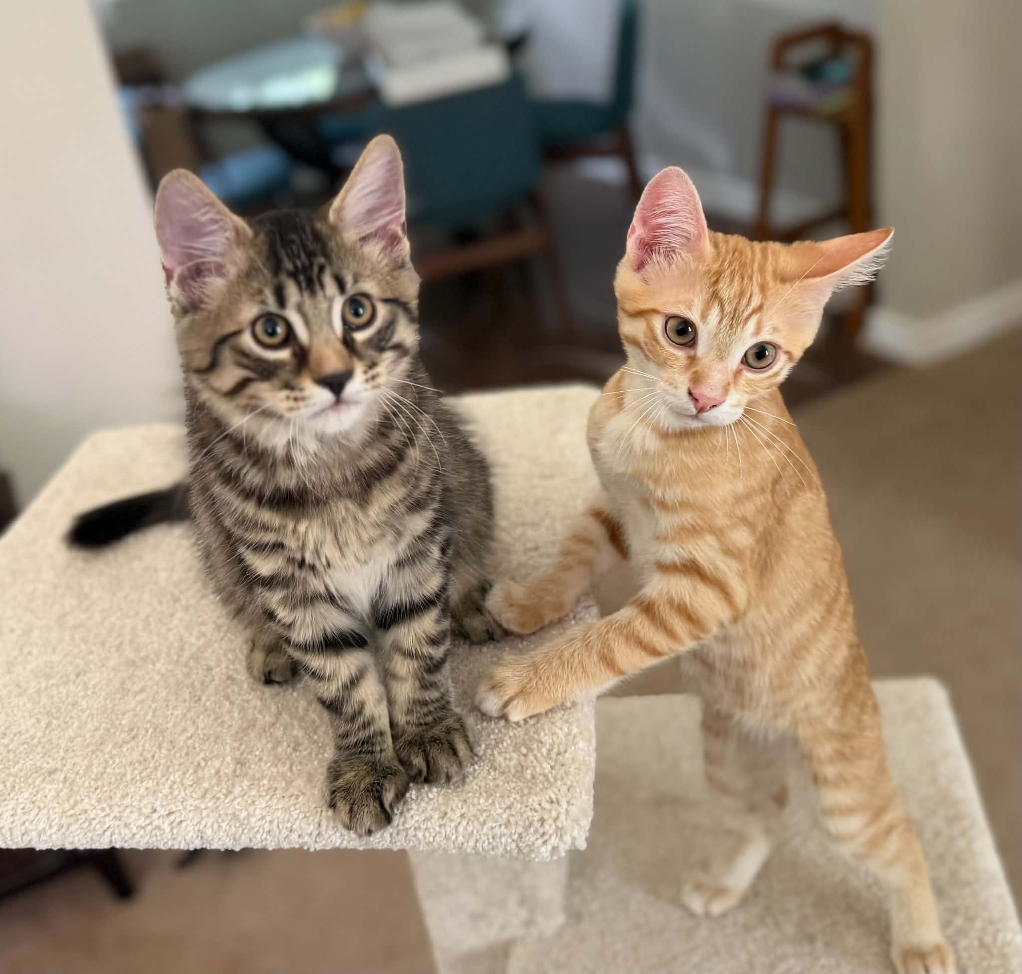 theo & ravi