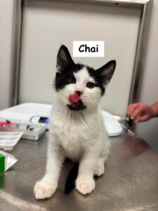 chai. male