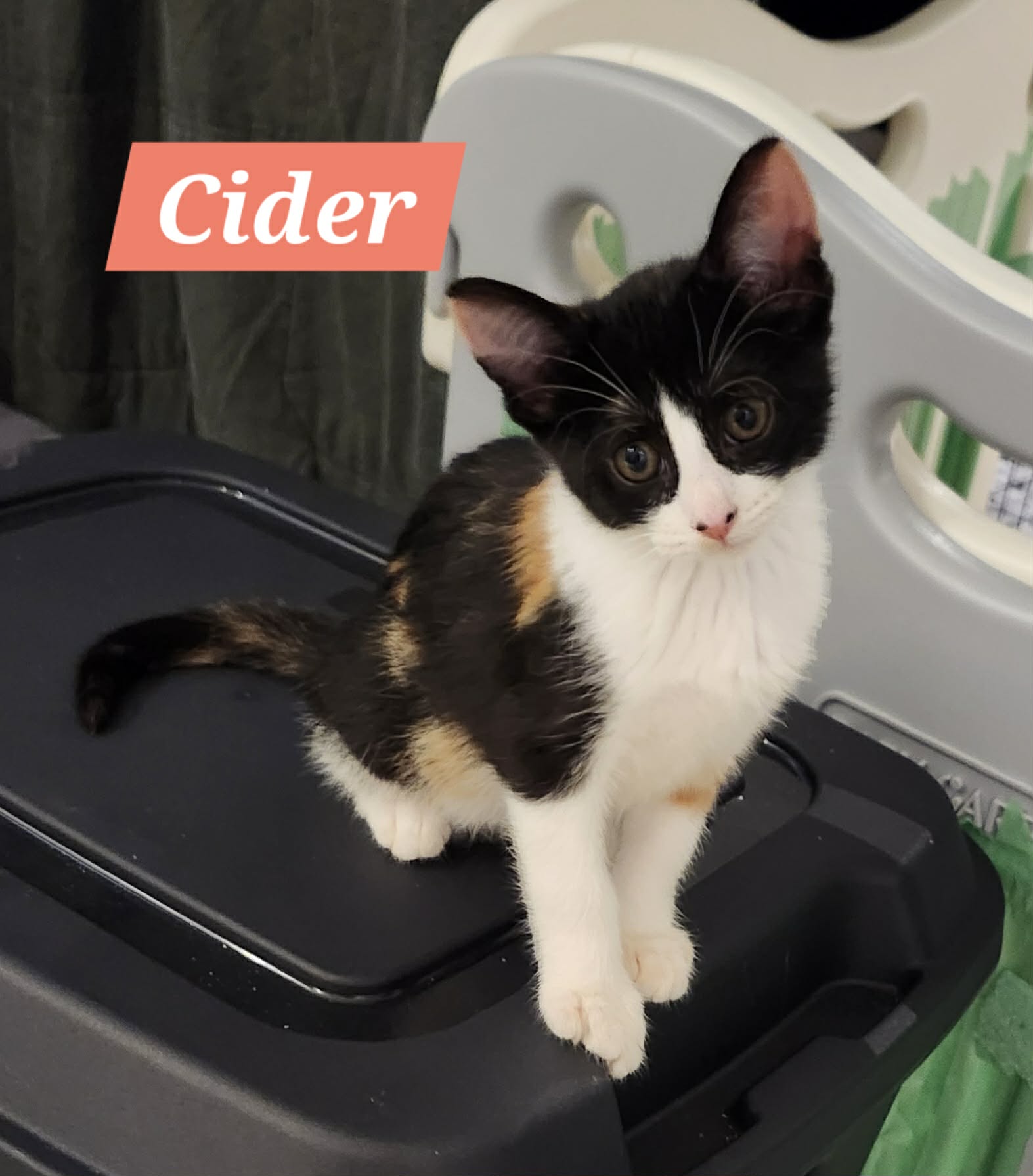 a cider2