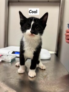 coal. male. 10 11 weeks