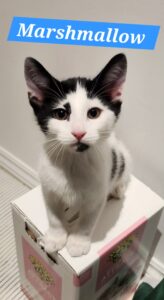 a marshmallow2