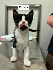 pandy. male