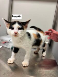 pumpkin. female. 10 11 weeks