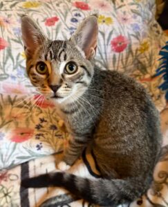 j brie