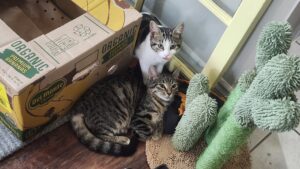 r fish & tabby 8