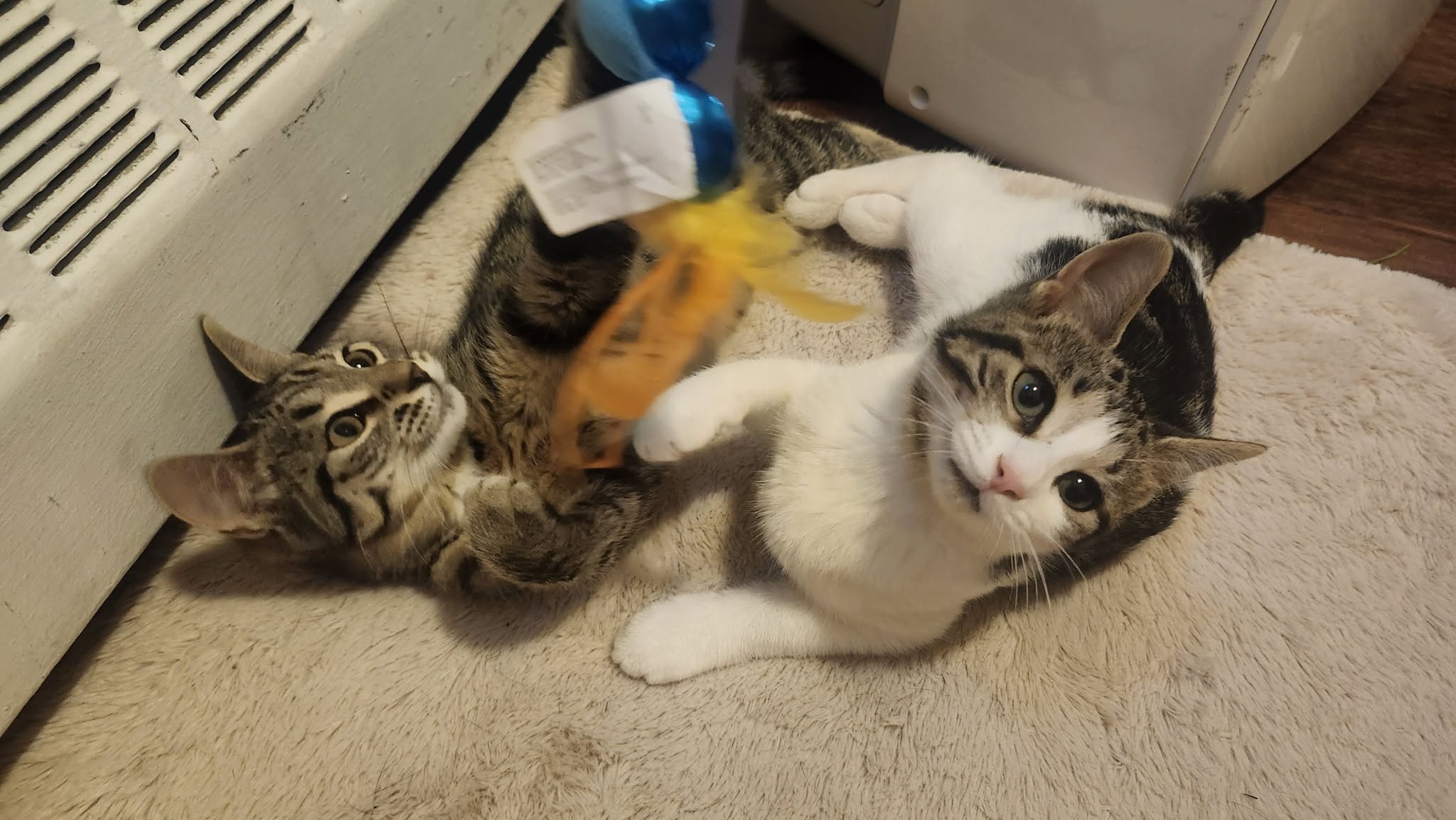r fish & tabby3