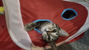 r tabby