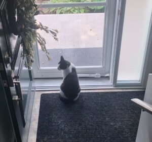 tuxie 5