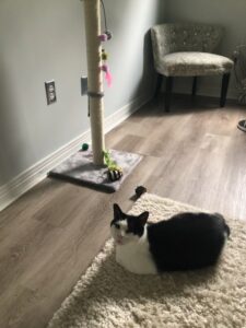 tuxie4