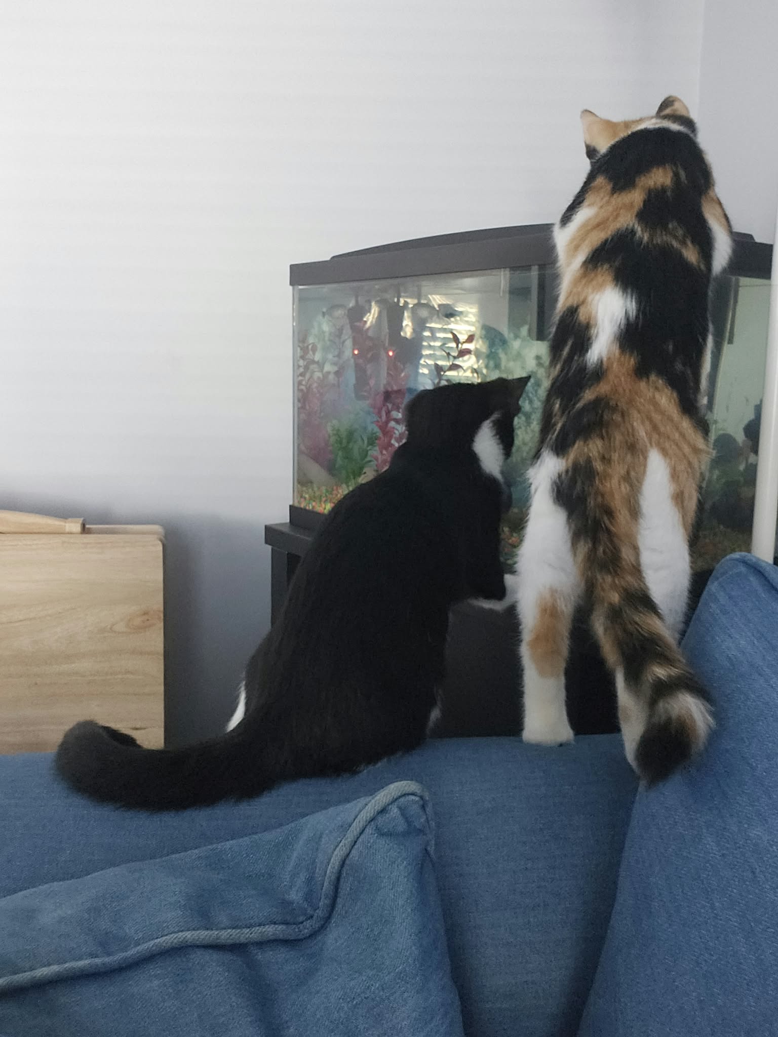 a autumn & coal2