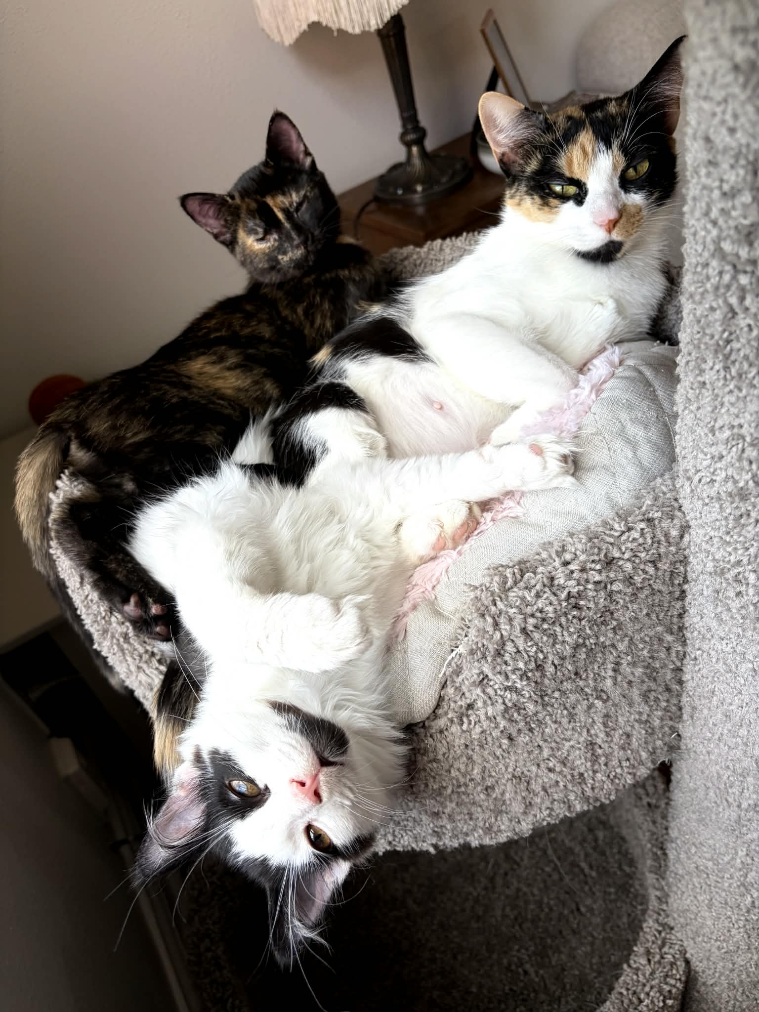 e yuki, smidge & bitsy