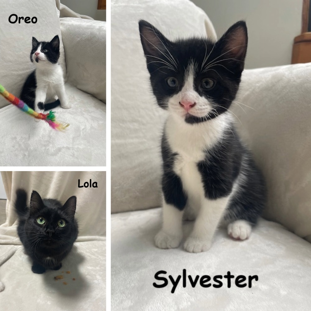 lola, oreo sylvester